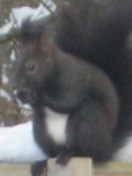 Bild Eichhörnchen2