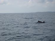 eines der wenigen Delfinbilder, die wir machen konnten. Trotzdem, es war eine Gruppe um die 30 Tiere.